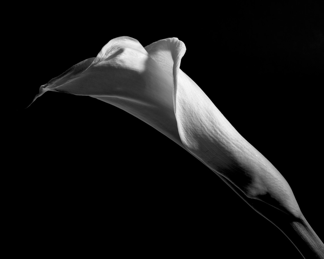 Calla