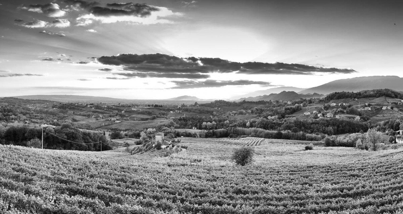 #blackwhite #landscape #prosecco #sunset #veneto #wine #fineart #bwstylesgf #bnw_captures #bnw_universe #insta_bw #bwmasters #igfotogram_bw #excellent_bnw #igblacknwhite #blackandwhite_perfection #bnw_demand #bnwmood #bnw_planet #bnw_society #bnw_magazine #bnw_globe #bnw_of_our_world #top_bnw #bw_lovers #bw_photooftheday #bw_crew #bwstyleoftheday #noir_vision #bnw_diamond #flair_bw #rsa_bnw #bnw_life #bnw_guru #love_bnw #jj_blackwhite #bwsquare