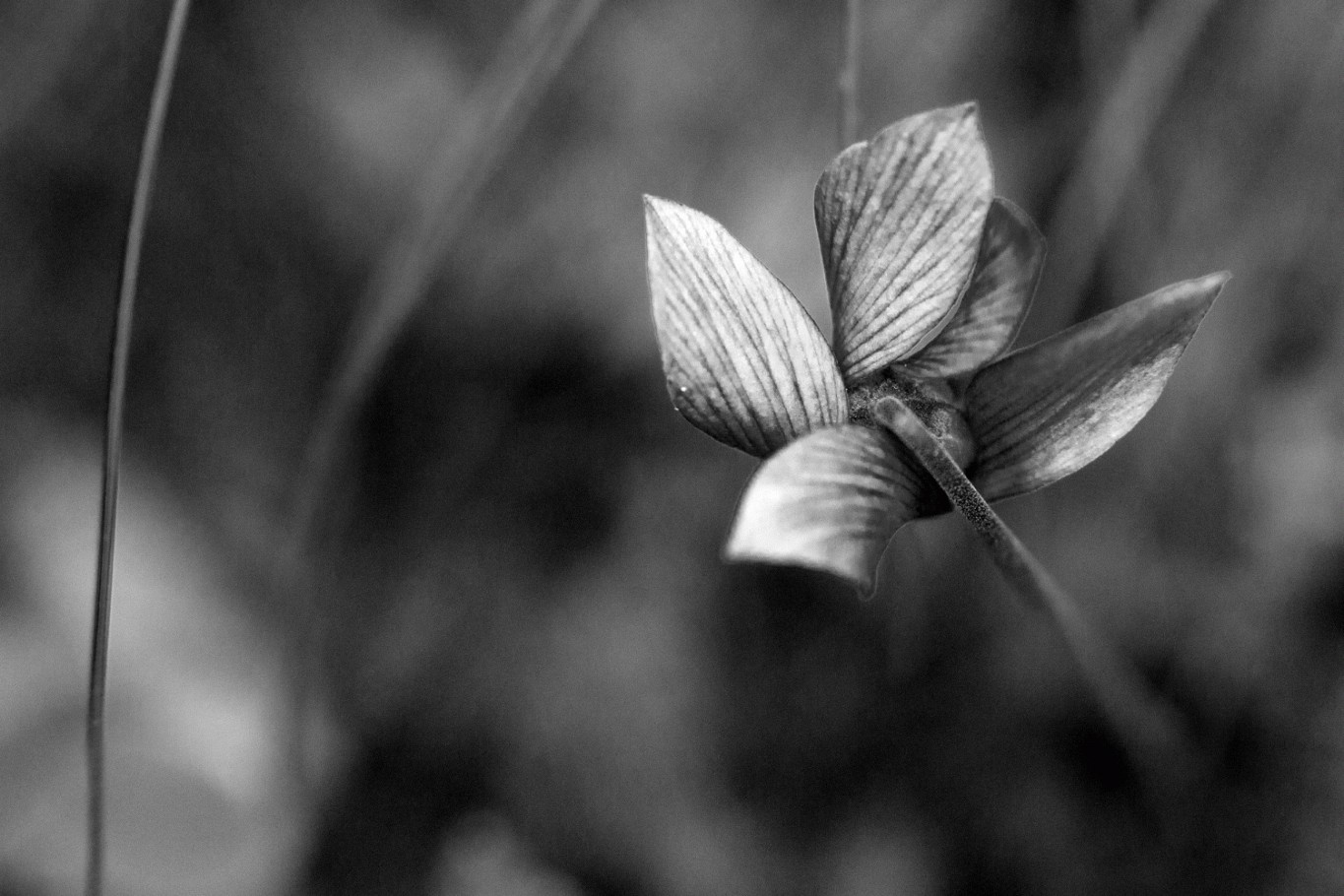 Piccolo fiore di bosco