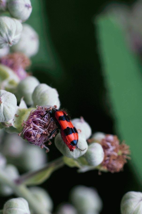 Coccinella