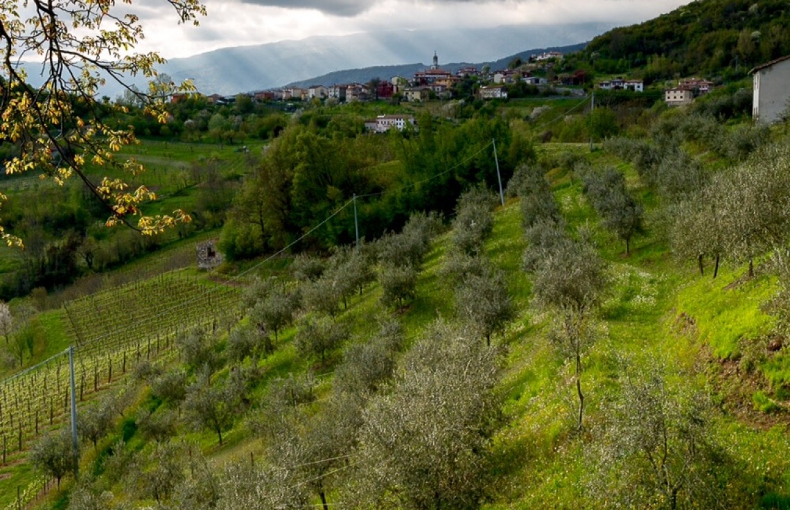 Ulivi a Rugolo