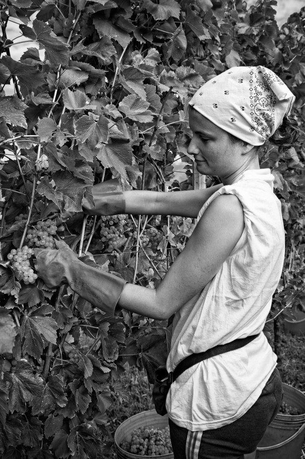 Ragazza che vendemmia.