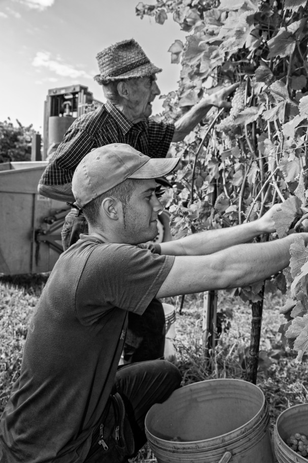 Il vecchio e il giovane , vendemmia 2016