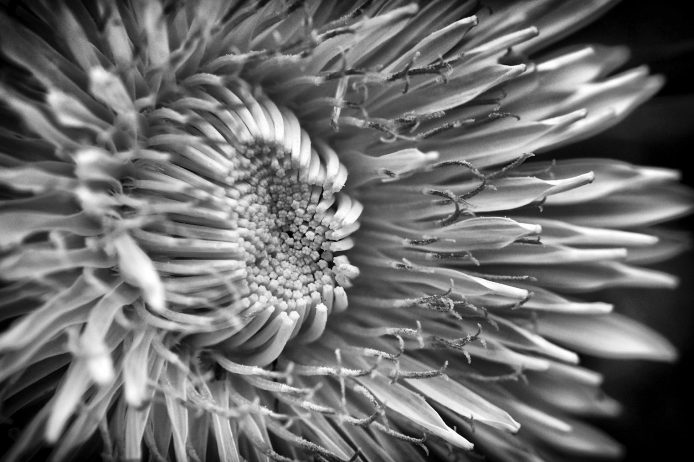 Girasole in black and white