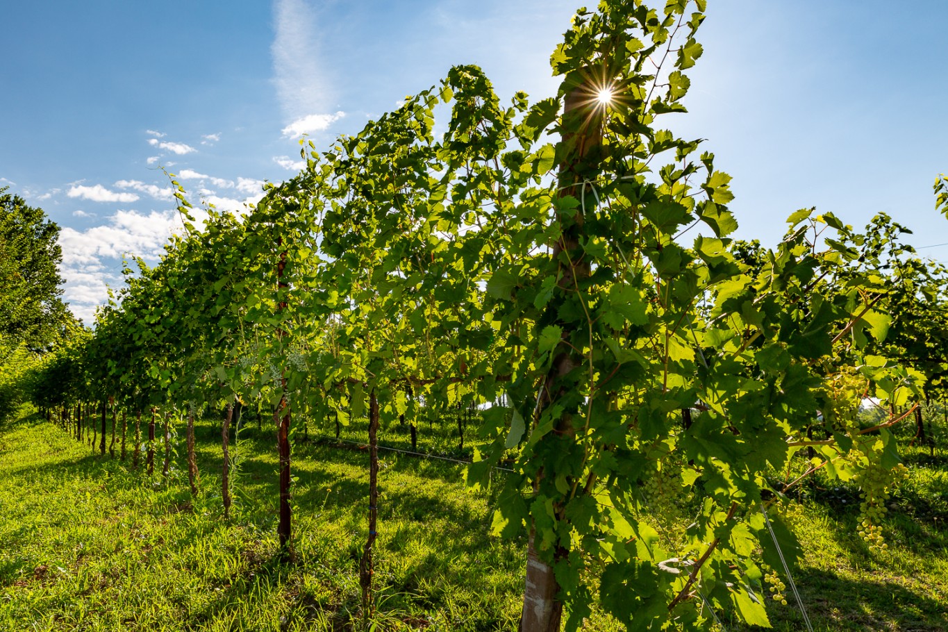 Prosecco Val dei Fiori, vigneto